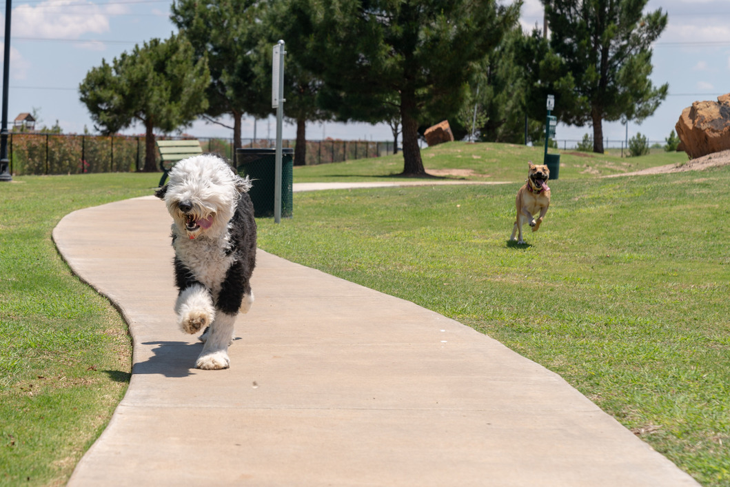 PMDogPark 9 of 12